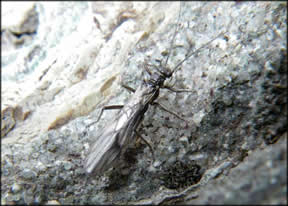 Meltwater Lednian Stonefly_Joe Giersch USGS